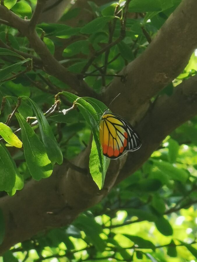 Cuz - A memoir piece and story by Graham Lawrence. Picture of a Butterfly just from a caterpillar